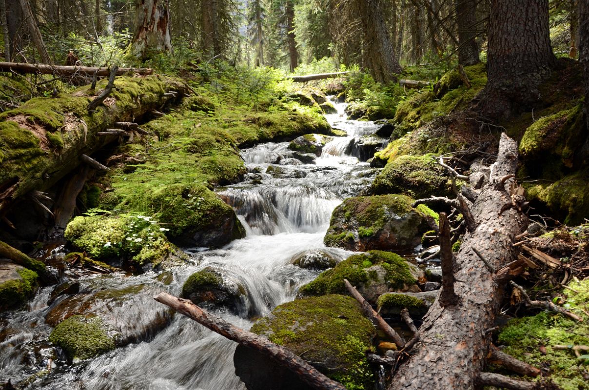 52 Passing Through A Forest With A Small Stream On West Opabin Trail Near Lake O-Hara